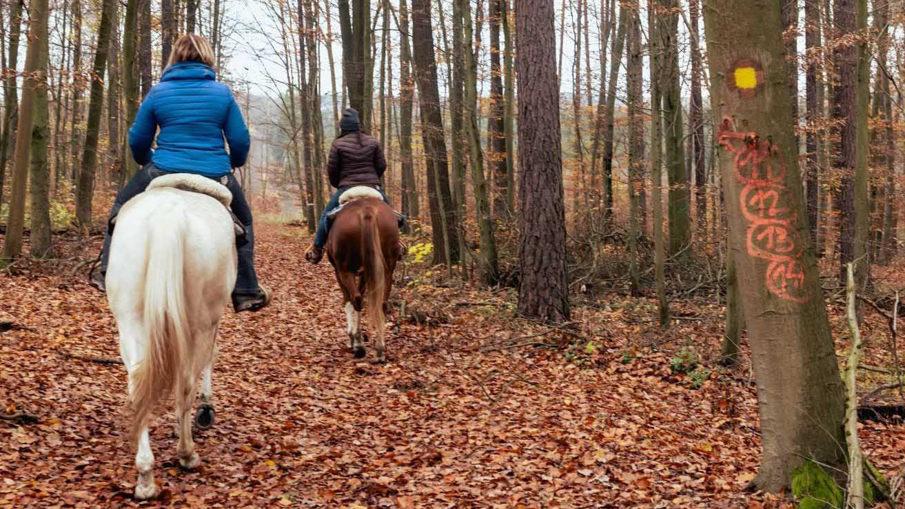 Lesy Mendelovy univerzity: nově otevřené stezky pro jezdce na koních. Přečtěte si jak je poznat na blogu horseboook.