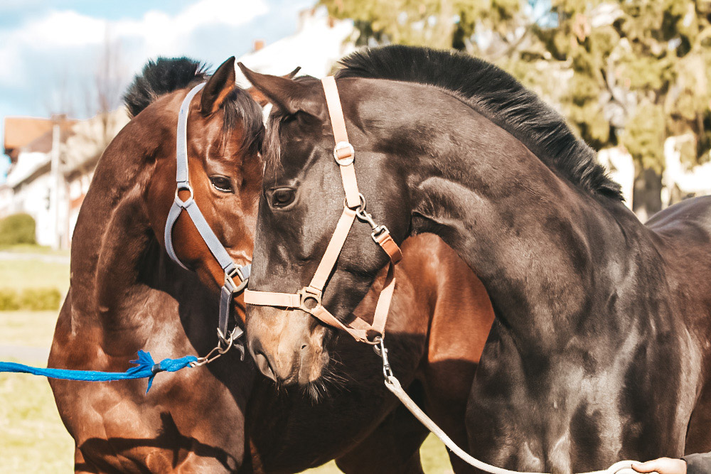 Na kus řeči v dostihové stáji Beňov: Z dostihového koně může být skvělý parťák do sportu i na vyjížďky i během závodní sezóny. Přečtěte si celý rozhovor na blogu horseboook.