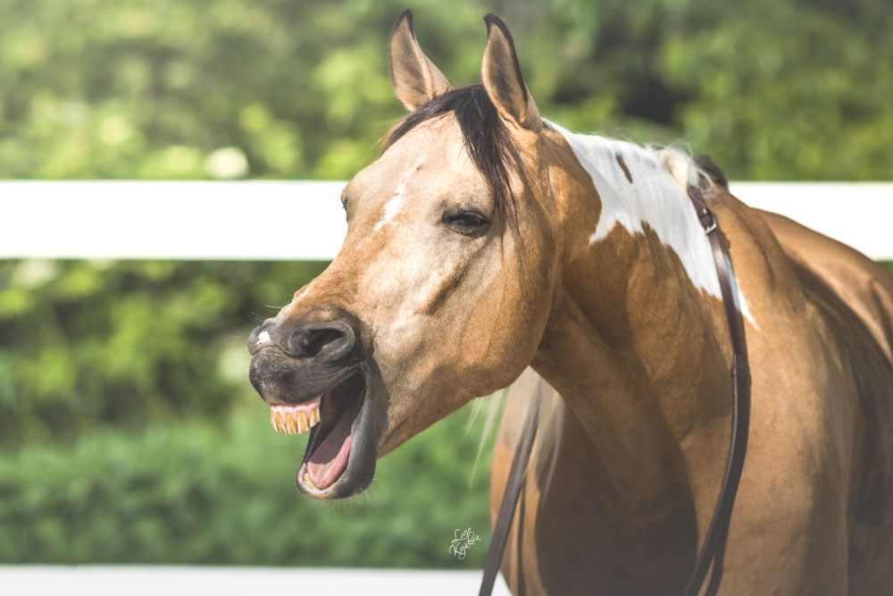 Na koně jde jaro: 4 důvody, proč jsou koně na jaře divočejší, a jak si s tím poradit. To zjistíte na blogu horseboook.