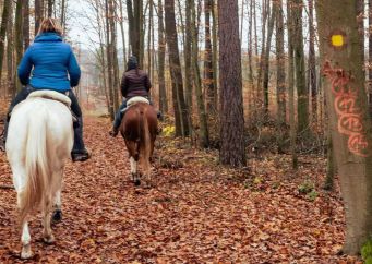 Lesy Mendelovy univerzity: nově otevřené stezky pro jezdce na koních. Přečtěte si jak je poznat na blogu horseboook.