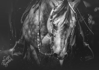 American Quarter horse: kde se vzalo nejoblíbenější plemeno na světě a co o něm možná nevíte? Zjistěte to na blogu horseboook.cz
