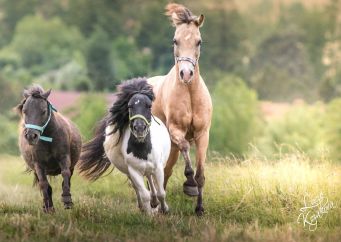 Není pony jako pony: Zajímavosti o nejoblíbenějších pony plemenech v Česku. Přečtěte si víc na blogu horseboook