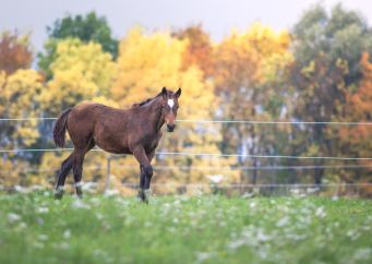 Příprava koně na podzim a zimu: Začněte u posílení imunity. Jak? to si přečtěte na blogu horseboook.