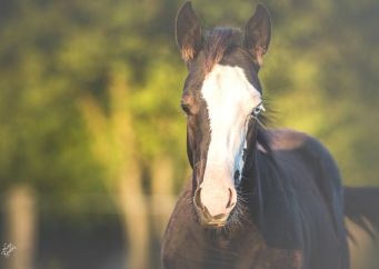 Prodáváme koně: Jak na hladký průběh a co si připravit? Čtěte víc na blogu horseboook.cz