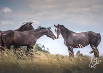 Dovolená na koni: Kam za hranice do sedla či za koňmi? Přečtěte si tipy na blogu horseboook.
