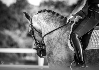 Koně, žrouti peněz: Stal se jezdecký sport vlivem finanční nejistoty koníčkem jen pro bohaté? Čtěte na blogu horseboook
