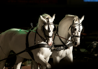 Výstava Kůň: 30. ročník výstavy pro chovatele, jezdce a milovníky koní. Přečtěte si víc na blogu horseboook