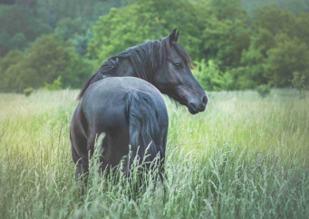 Hirudoterapie: Se Šárkou Kalců, zázračné pijavičky a jejich vliv na zdraví koní i jejich majitelů. Přečtěte si o tom na blogu horseboook