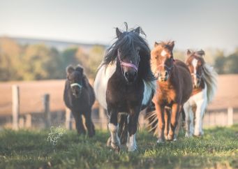 Obezita koní. Jaká jsou rizika a jak s ní zatočit čtěte na blogu horseboook.cz