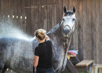 Sprchování koně po práci. Jak bojovat proti přehřátí koně čtěte na blogu horseboook.cz
