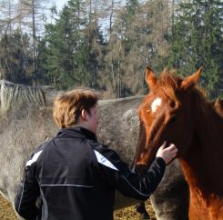 Výcvik koní s poruchou chování 