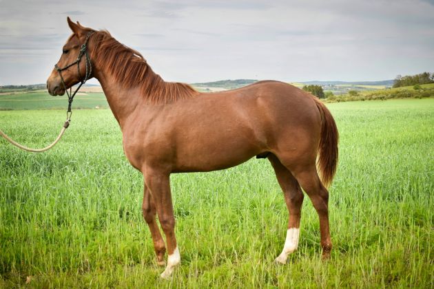 Prodám hřebce Appaloosa horse nar. v květnu 20