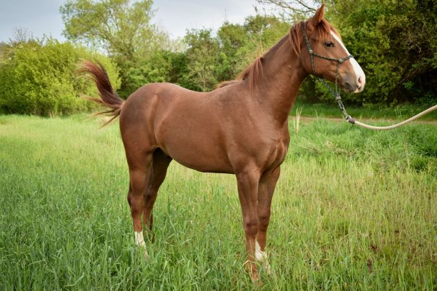 Prodám hřebce Appaloosa horse nar. v květnu 20