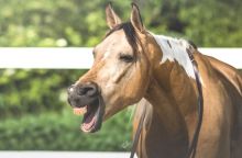 Na koně jde jaro: 4 důvody, proč jsou koně na jaře divočejší, a jak si s tím poradit. To zjistíte na blogu horseboook.cz