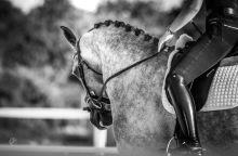 Koně, žrouti peněz: Stal se jezdecký sport vlivem finanční nejistoty koníčkem jen pro bohaté? Čtěte na blogu horseboook
